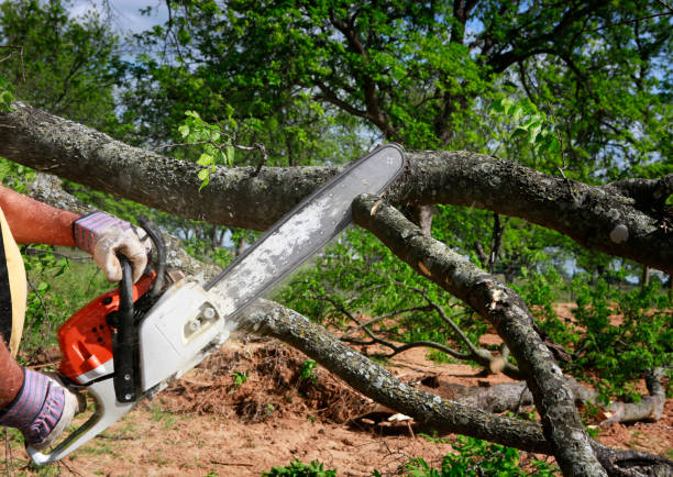 Best Hazardous Tree Removal  in Sullivan, IN